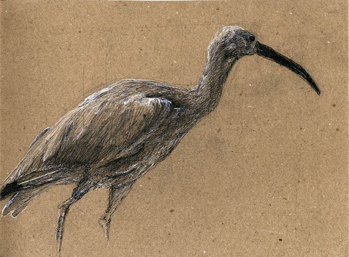 Dessin d'un oiseau, voir la légende